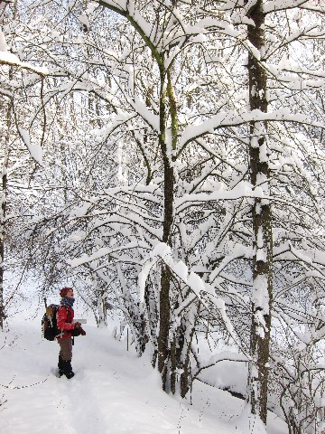 Am Wildapfelbaum angekommen